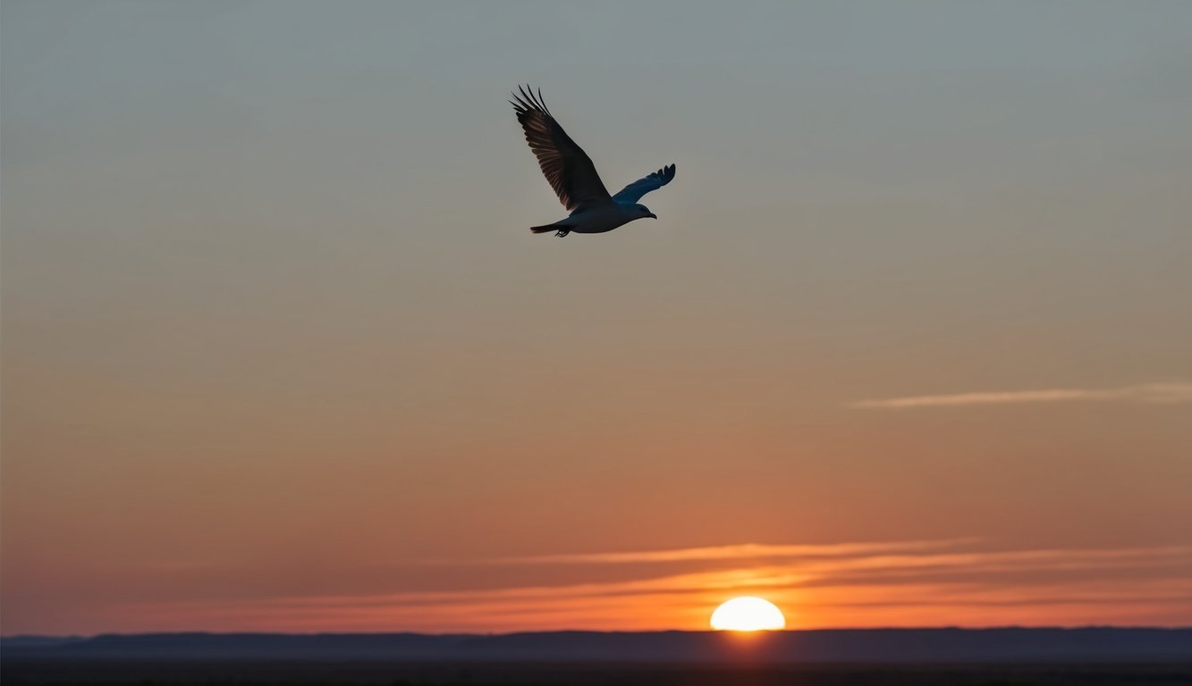 A lone bird soaring high above a vast, open landscape, with the sun setting on the horizon