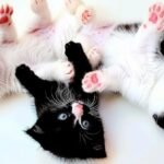 Three playful kittens lying on back.