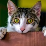 Curious cat peeking over wooden ledge.